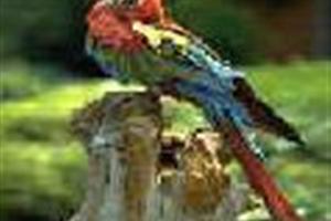guacamaya