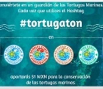 Tortugatón4