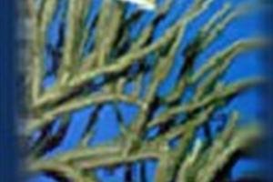 Conservación de la naturaleza
