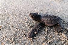 Asistente del santuario de tortugas marinas